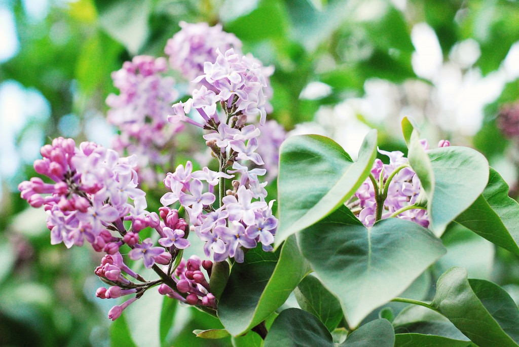 lilacs2