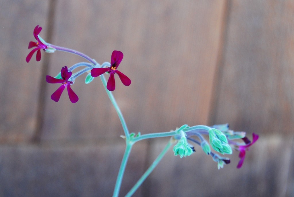 geranium