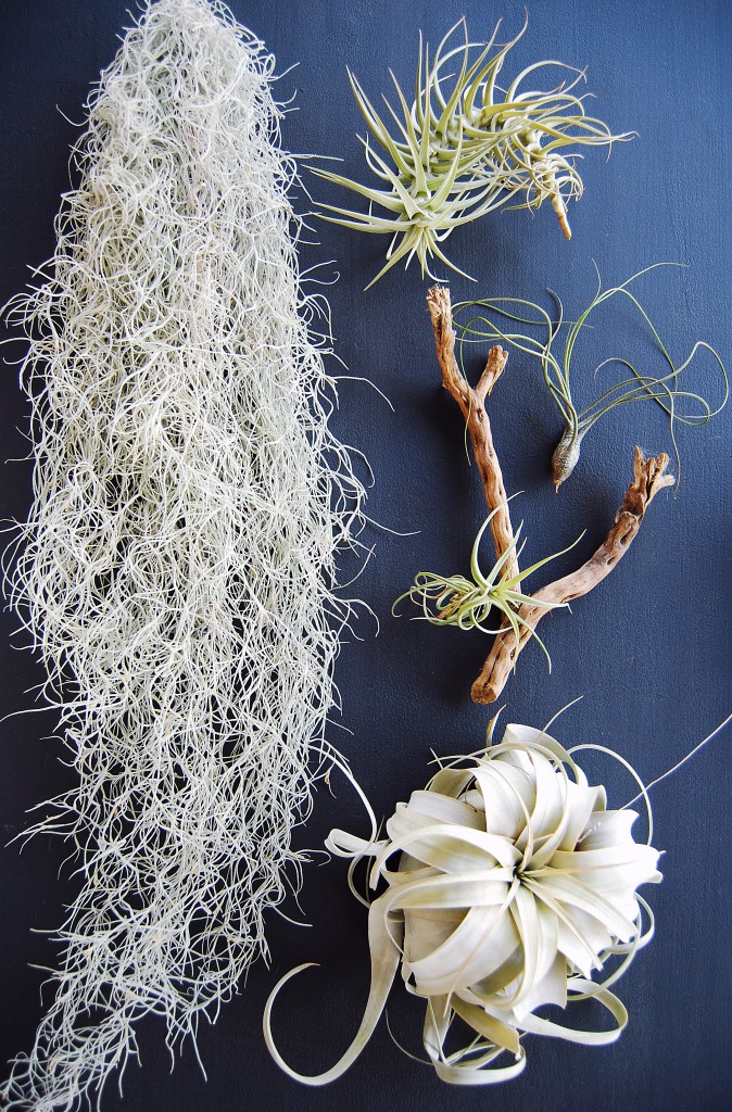 tillandsias