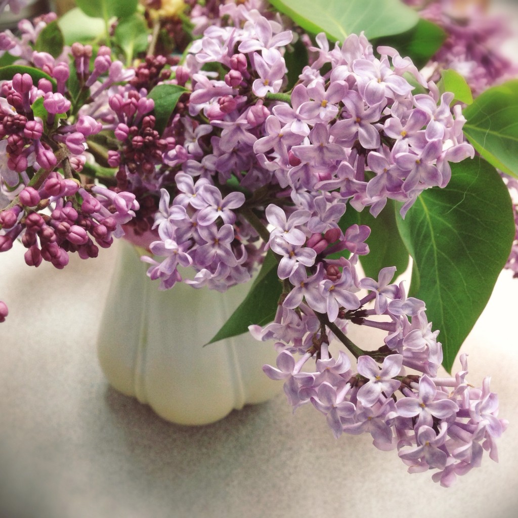 lilacs